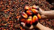 Palm oil production: which state is #1?