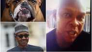 Dog named Buhari: Presidency finally reacts to man's arrest