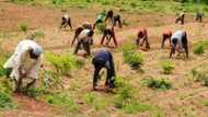 Ex-naval chief reveals how continuous herdsmen attack may lead to famine in Nigeria