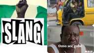 18 captivating Nigerian slangs that will make you sound 'smart'