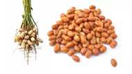 What is the difference between peanut and groundnut?