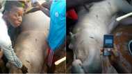 Nigerian hunters reportedly kill hippopotamus in Niger state