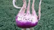 Wonders! Arabic inscription appears on vegetable in the farm (photo)