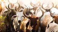 Kaduna killings: Pastor asks Christians to stop eating cow meat