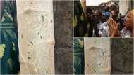 Ijegun residents panic as Allah's name mysteriously appears on pawpaw tree (photos,video)