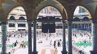 ABIN AL’AJABI: Sunan Allah ya fito a jikin itatuwan moringa
