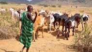 Interesting facts from history of Fulani Herdsmen and today's state of affairs