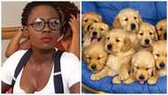 I would rather feed 32 dogs than 5 of my friends - Young lady reveals (photos)