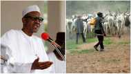 Uproar over proposed ranches in 10 states as Igbo, Middle Belt, Yoruba groups reject FG’s plan