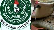 Incredible story about snake in JAMB office and swallowed N36 million