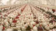 Bird Flu panic: Kogi state government kicks off disinfection exercise