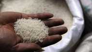 WARNING! Plastic rice floods Nigeria, here's 6 tests to help you determine if your rice is fake
