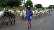 Just in: Abia assembly passes anti-grazing bill into law