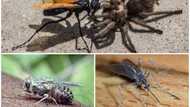 Top 7 insects to avoid in Nigeria