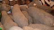 10 Facts You Should Know About New Yam
