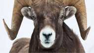 Osun puts up 648 rams for sale during Eid-El-Kabir