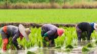 Nigeria responsible for collapse of our rice mills - Thailand ambassador