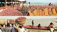 Onion market: You will be PROUD of Nigeria after seeing what is going on in Kebbi (photos)