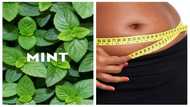 How could mint leaves help you to lose weight?