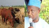 Nigerian media supports farmers against herdsmen - Miyetti Allah alleges