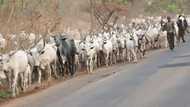 Never! You can’t stop us from moving our cattle around – Fulani herdsmen issue threat