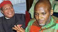 Get some sense! Ohaneze Ndigbo cautions IPOB over comment on Anambra election