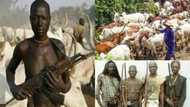 Tribal war looms between Fulani herdsmen and Oyo hunters over 500 missing cows
