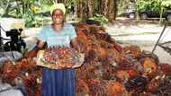 Top 6 buyers of palm oil in Nigeria