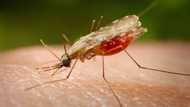 Scientists take major leap in fight against malaria; discover that toothpaste ingredient can be used to tackle disease