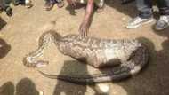 Read what this snake swallowed in Abuja (photos)