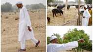 An zargi shugaba Buhari da kula da shanun sa fiye da al'ummar Najeriya