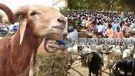 Recession threatens Sallah celebration as Muslims ignore ram sellers