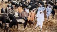 2023: My Daura farm on my mind, President Buhari declares