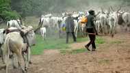 Stop associating Fulani herdsmen with killings - Miyetti Allah warns journalists