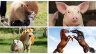 Classification of farm animals based on their uses