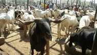 To fa! Ragon suna na shirin raba aure a Sakkwato
