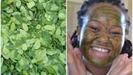 Top DIY skincare ideas with moringa leaves