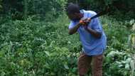 How can weeds in Nigeria help and serve you?