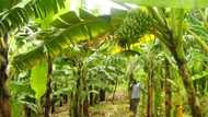 Detailed guide on how to grow plantains