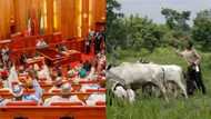 Nigeria has nothing to gain from open grazing - Southeast lawmaker declares