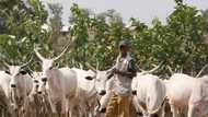 Amotekun arrests 100 cows, nine herders in Ondo for violating grazing rules on the highway