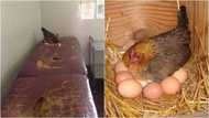 Intriguing scenario in court as judge orders man to slaughter hen disturbing neighbourhood