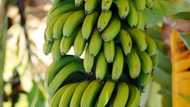 Amazing unripe plantain health benefits you should know