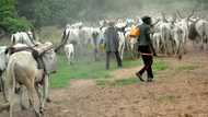 Suspected militia launch attack on herdsmen community in Nasarawa, 2 missing, 73 cows killed