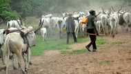 Gunmen reportedly kill 7, burn houses in fresh Benue attack