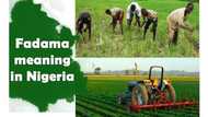 All you need to know about Fadama in Nigeria