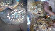 Strange goat allegedly swallows wedding rings, old pennies, wristwatches in Cross River state (photos)