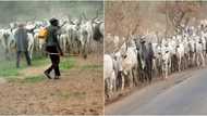 Tension in Abia community as Fulani Herdsmen invade farm lands, insist on choosing grazing area