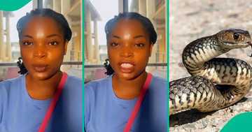Lady educates people on the 'major' item that stops snakes from entering a house
