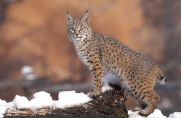 What do bobcats eat? Fun facts about bobcats' diet and lifestyle - Legit.ng